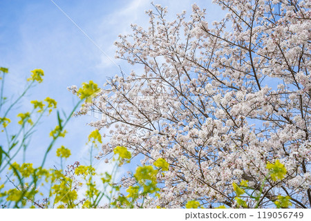 【春天風景】櫻花、油菜花盛開 【春天風景】櫻花、油菜花盛開 119056749