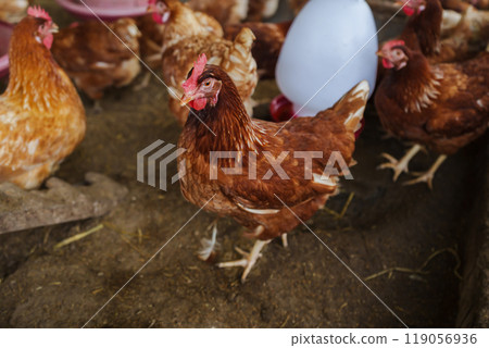 brown chicken or hen lay eggs in rural farm brown chicken or hen lay eggs in rural farm 119056936