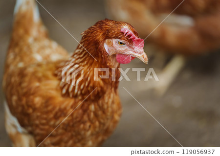 brown chicken or hen lay eggs in rural farm 119056937