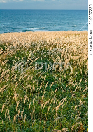 Matching Cape Kiritappu and Susukino Matching Cape Kiritappu and Susukino 119057226