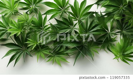 Green leaves of natural hemp marijuana for medical use 119057335