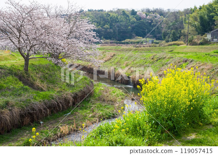 "Heartwarming Spring Scenery" Cherry blossoms and rape blossoms in full bloom 119057415
