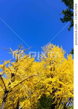 秋高氣爽的銀杏觀光地「熊本縣廳長廊（銀杏樹）」 熊本市 119057484