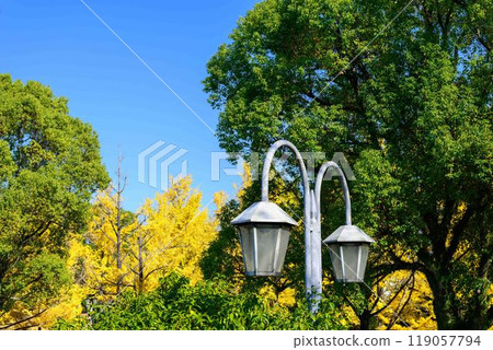 A ginkgo sightseeing spot that shines in the autumn sky "Kumamoto Prefectural Office Promenade (Ginkgo Tree Line)" Kumamoto City A ginkgo sightseeing spot that shines in the autumn sky "Kumamoto Prefectural Office Promenade (Ginkgo Tree Line)" Kumamoto City 119057794