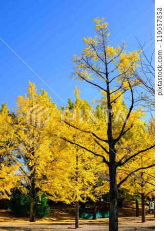 秋高氣爽的銀杏觀光地「熊本縣廳長廊(銀杏樹)」 熊本市 秋高氣爽的銀杏觀光地「熊本縣廳長廊(銀杏樹)」 熊本市 119057858