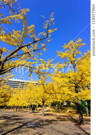 秋高氣爽的銀杏觀光地「熊本縣廳長廊（銀杏樹）」 熊本市 119057964