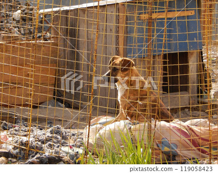 Pet Adoption. Homeless Dog In Animal Shelter In Poor Living Conditions 119058423