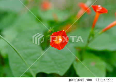 橙紅蔦蘿 橙紅蔦蘿 119058628