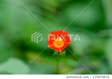 橙紅蔦蘿 橙紅蔦蘿 119058629
