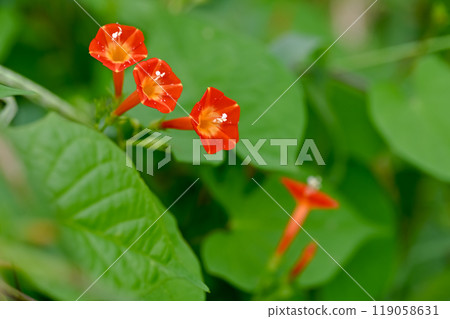 橙紅蔦蘿 橙紅蔦蘿 119058631