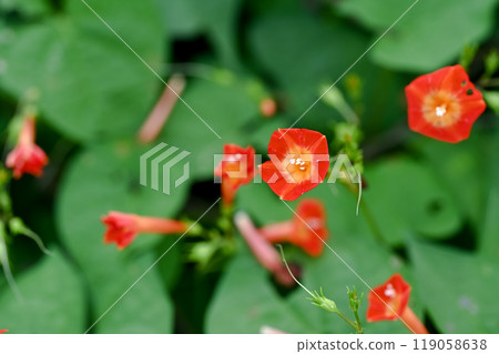 橙紅蔦蘿 橙紅蔦蘿 119058638