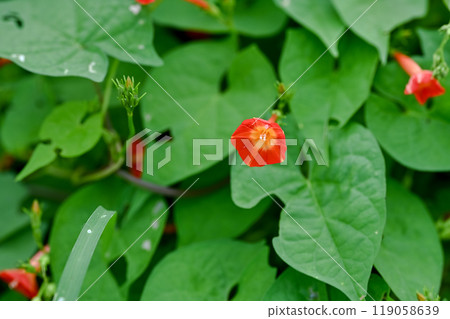 橙紅蔦蘿 橙紅蔦蘿 119058639