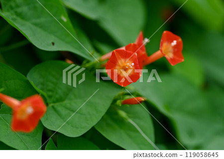 橙紅蔦蘿 橙紅蔦蘿 119058645