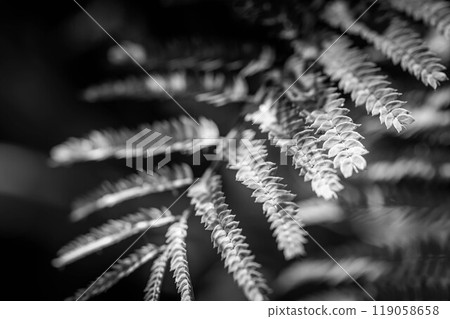 Warm sunlight - light and shadow 119058658