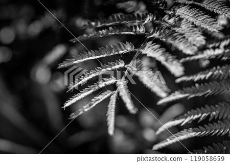 Warm sunlight - light and shadow 119058659