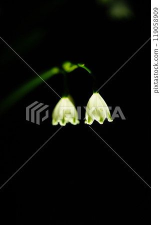 Snowflake Lantern 119058909