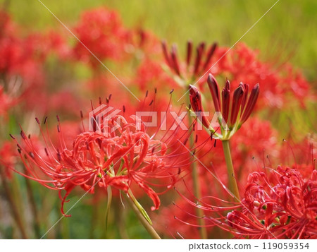 Golden rice and vibrant red spider lilies in bloom on the rice terraces of Katsuragi Old Road 119059354