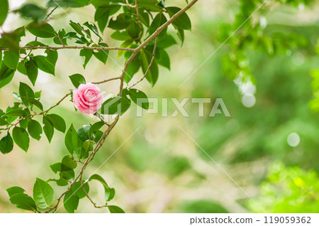 一朵粉色少女山茶花 119059362
