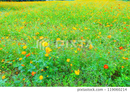 Cosmos in full bloom, Autumn cherry blossoms, Cosmosberg, Omoshiroyama Plateau Cosmos in full bloom, Autumn cherry blossoms, Cosmosberg, Omoshiroyama Plateau 119060214