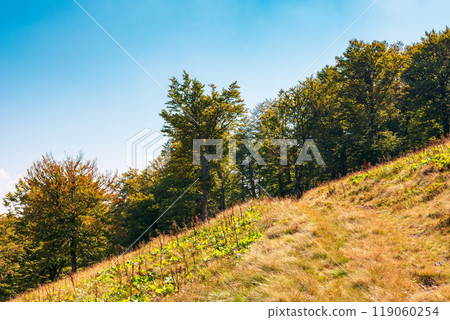 beech forest on the hill in autumn. mountain landscape on a sunny day. primeval woods in carpathian region of ukraine. fall season. tourism countryside 119060254