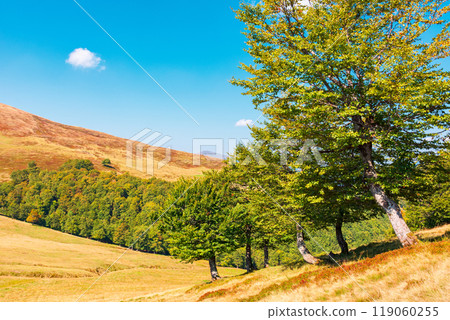 beech forest on the hill in autumn. mountain landscape on a sunny day. primeval woods in carpathian region of ukraine. fall season. deciduous trees 119060255