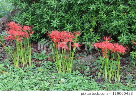 Red spider lily flowers blooming in autumn park Red spider lily flowers blooming in autumn park 119060458