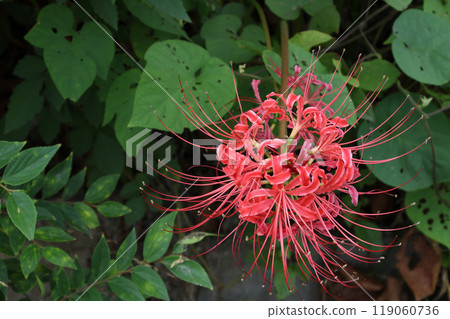 Higambuna 119060736
