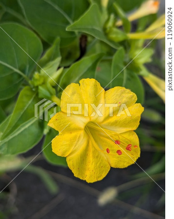 Yellow and pink variegated Mirabilis flower blooming in an autumn field 119060924