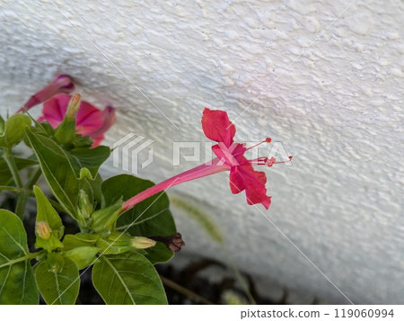 Red Mirabilis flower blooming in the autumn garden 119060994