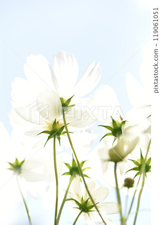 White cosmos flower field White cosmos flower field 119061051