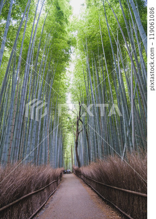 [Kyoto] The mysterious bamboo forest of Arashiyama 119061086