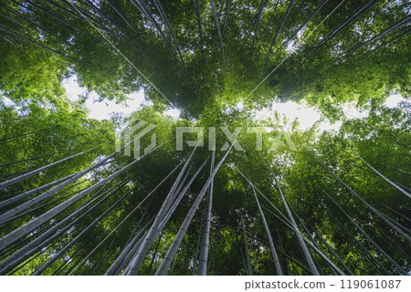 [Kyoto] View looking up at the bamboo forest in Arashiyama 119061087