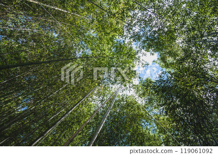 [Kyoto] View looking up at the bamboo forest in Arashiyama 119061092