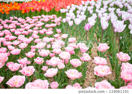 [Hitachi Seaside Park] Tamago no Mori Flower Garden in full bloom 119061191