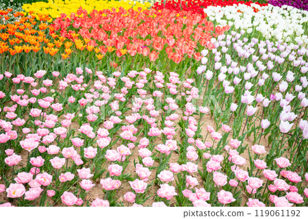 [Hitachi Seaside Park] Tamago no Mori Flower Garden in full bloom 119061192