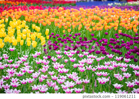 [日立海濱公園] 玉子之森花園的最佳狀態 119061211