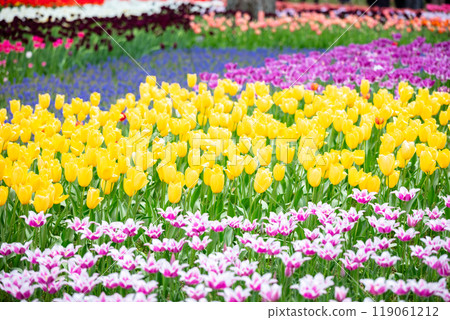 [日立海濱公園] 玉子之森花園的最佳狀態 119061212