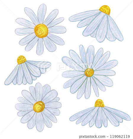 Chamomile flowers with white petals and yellow centers. Watercolor set daisy blooms arranged on a white background. For nature designs, spring and summer themes, and botanical prints. 119062119
