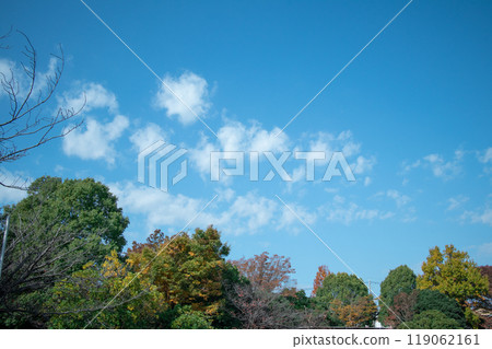 Blue sky and tree Blue sky and tree 119062161