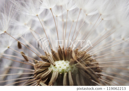 dandelion seeds texture 119062213