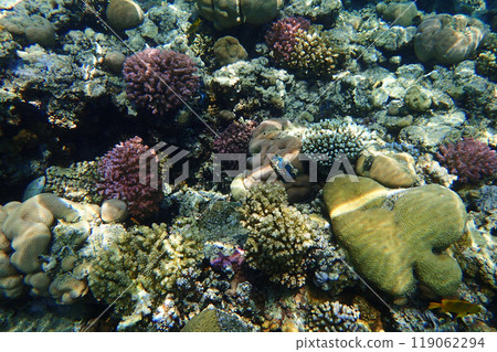 coral reef in the Red Sea 119062294