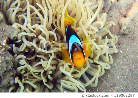 nemo fish from the Red Sea 119062297