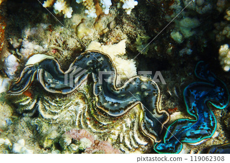 Giant Clam from the Red Sea 119062308