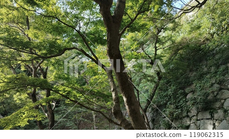 "A stone wall road surrounded by green maples" "A stone wall road surrounded by green maples" 119062315