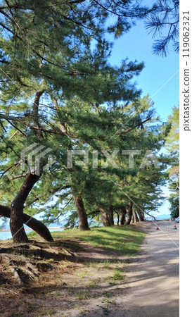 "Seaside path lined with pine trees (Yobuko, Saga Prefecture)" 119062321