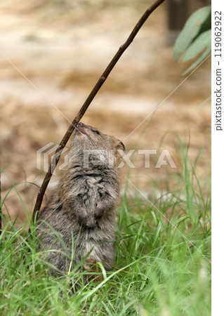 A baby quokka sniffing a tree branch A baby quokka sniffing a tree branch 119062922