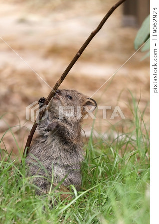 Baby quokka playing on a tree branch Baby quokka playing on a tree branch 119062923