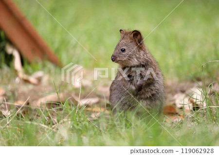 A baby quokka standing on the grass 119062928