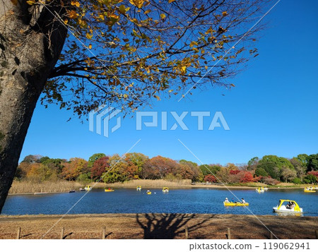 Autumn leaves 119062941