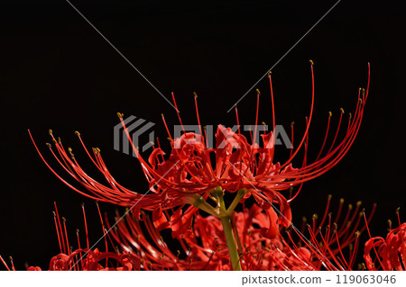 紅黑(彼岸花)曼珠莎花 紅黑(彼岸花)曼珠莎花 119063046